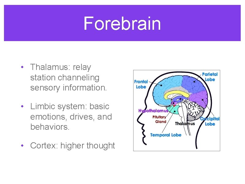 Forebrain • Thalamus: relay station channeling sensory information. • Limbic system: basic emotions, drives,