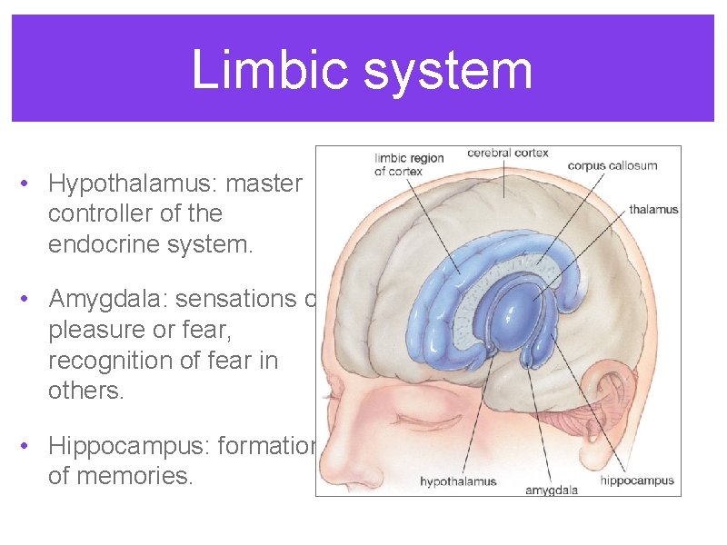 Limbic system • Hypothalamus: master controller of the endocrine system. • Amygdala: sensations of