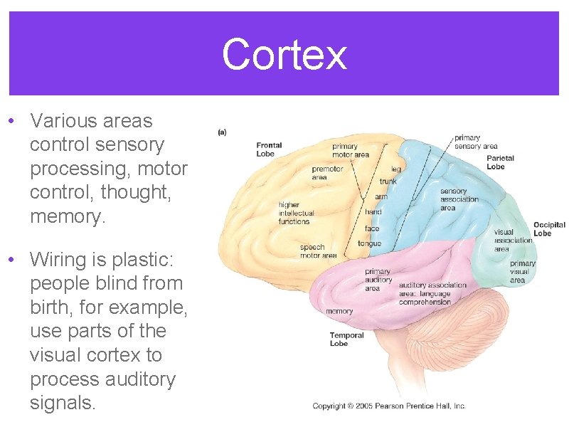 Cortex • Various areas control sensory processing, motor control, thought, memory. • Wiring is