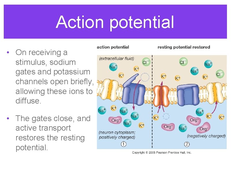 Action potential • On receiving a stimulus, sodium gates and potassium channels open briefly,