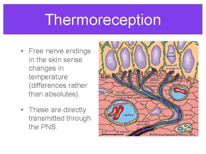 Thermoreception • Free nerve endings in the skin sense changes in temperature (differences rather