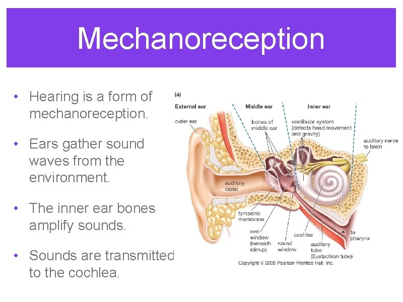 Mechanoreception • Hearing is a form of mechanoreception. • Ears gather sound waves from