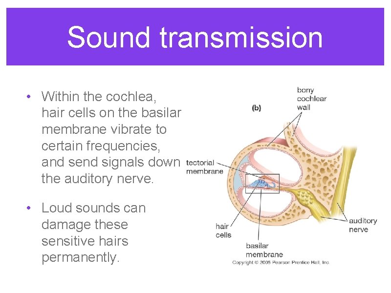 Sound transmission • Within the cochlea, hair cells on the basilar membrane vibrate to