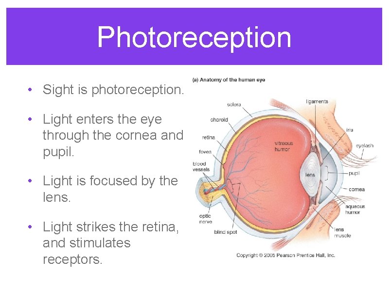 Photoreception • Sight is photoreception. • Light enters the eye through the cornea and Photoreception • Sight is photoreception. • Light enters the eye through the cornea and