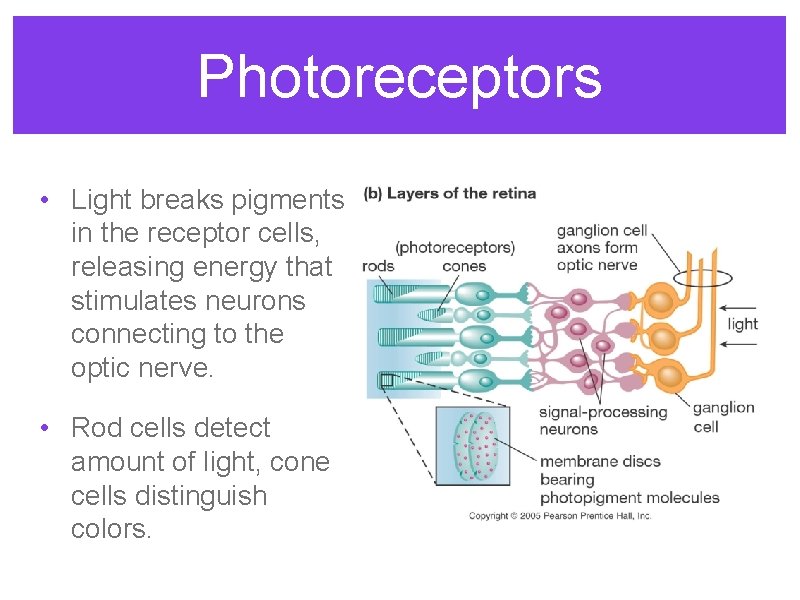 Photoreceptors • Light breaks pigments in the receptor cells, releasing energy that stimulates neurons Photoreceptors • Light breaks pigments in the receptor cells, releasing energy that stimulates neurons