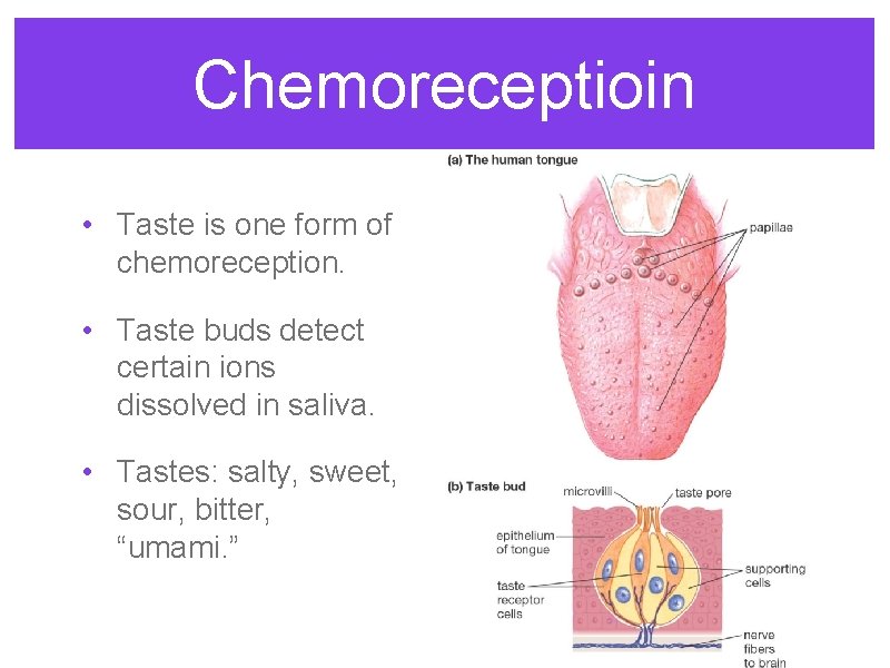 Chemoreceptioin • Taste is one form of chemoreception. • Taste buds detect certain ions Chemoreceptioin • Taste is one form of chemoreception. • Taste buds detect certain ions