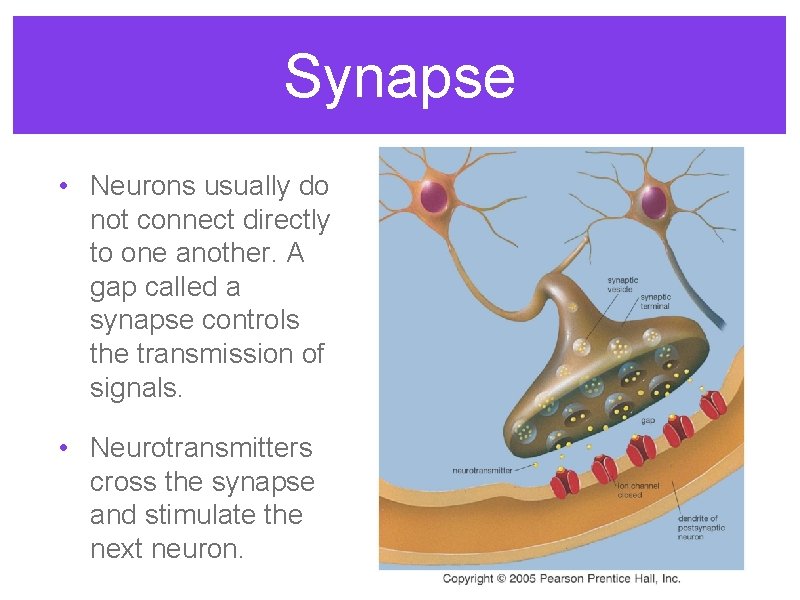 Synapse • Neurons usually do not connect directly to one another. A gap called