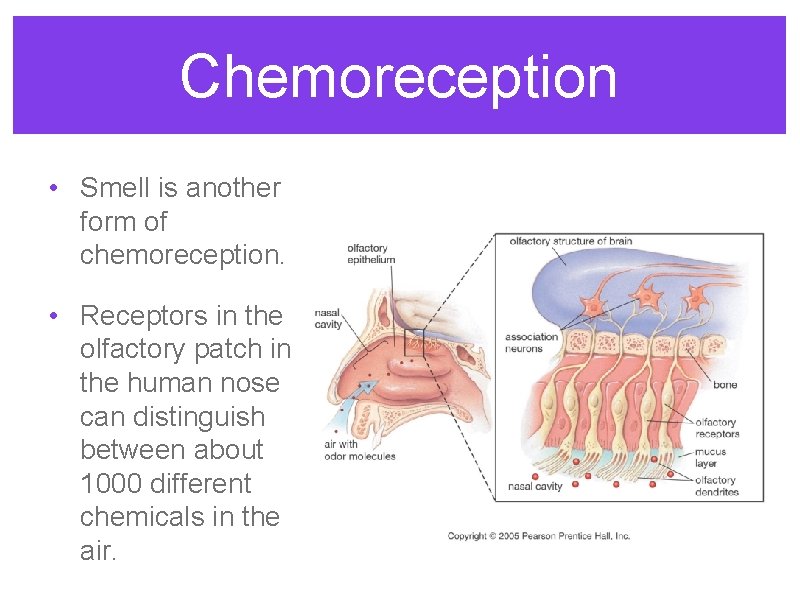 Chemoreception • Smell is another form of chemoreception. • Receptors in the olfactory patch