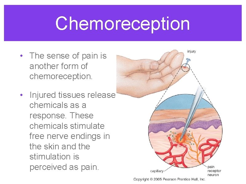 Chemoreception • The sense of pain is another form of chemoreception. • Injured tissues