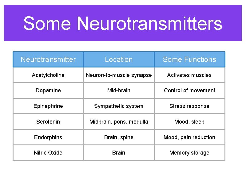 Some Neurotransmitters Neurotransmitter Location Some Functions Acetylcholine Neuron-to-muscle synapse Activates muscles Dopamine Mid-brain Control