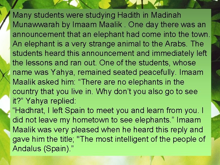 Many students were studying Hadith in Madinah Munawwarah by Imaam Maalik. One day there
