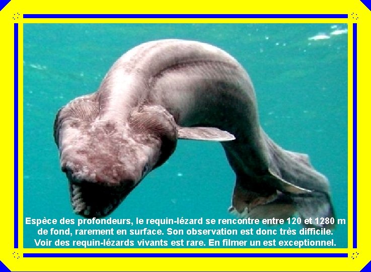 Espèce des profondeurs, le requin-lézard se rencontre entre 120 et 1280 m de fond,