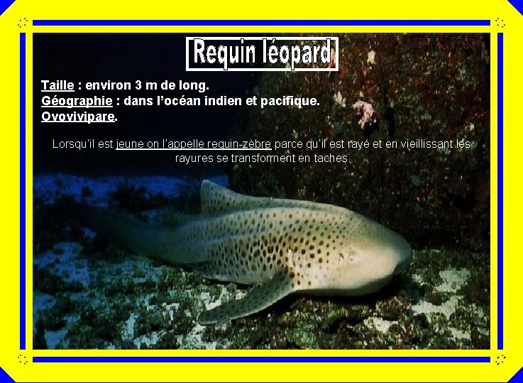 Taille : environ 3 m de long. Géographie : dans l’océan indien et pacifique.