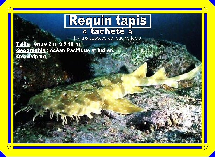  « tacheté » Il y a 6 espèces de requins tapis Taille :