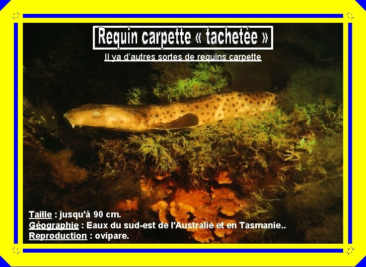 Il ya d’autres sortes de requins carpette Taille : jusqu'à 90 cm. Géographie :