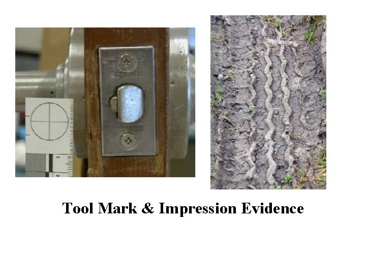 Tool Mark & Impression Evidence 