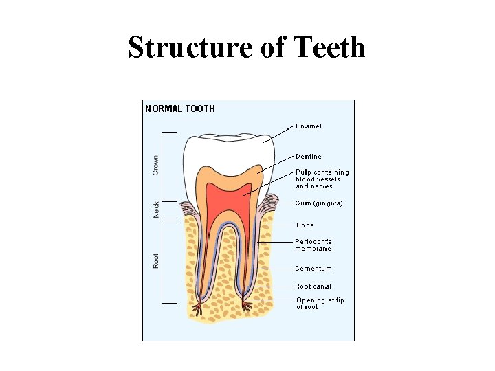 Structure of Teeth 