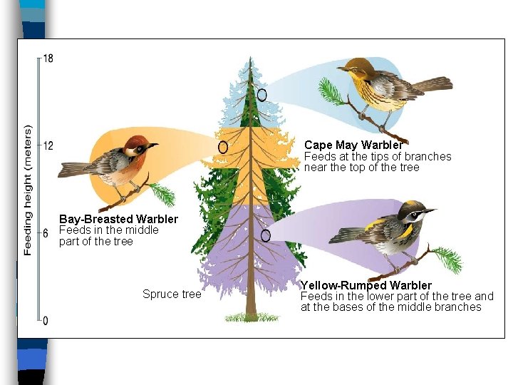 Cape May Warbler Feeds at the tips of branches near the top of the