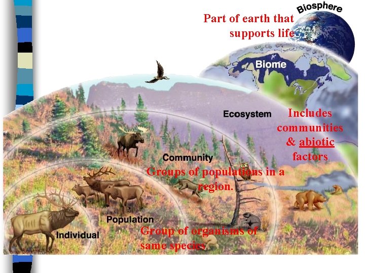 Part of earth that supports life Includes communities & abiotic factors Groups of populations