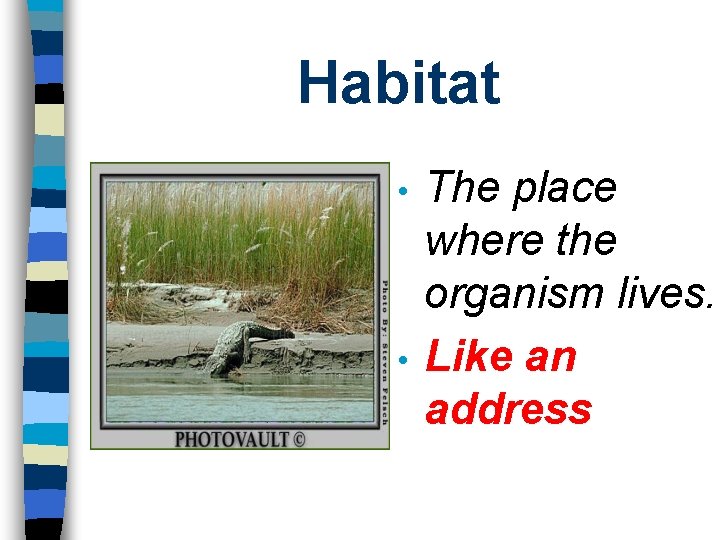 Habitat • • The place where the organism lives. Like an address 