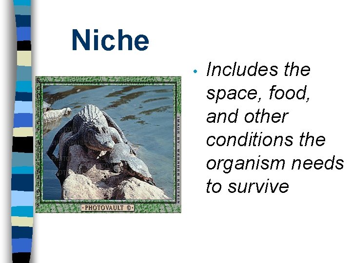 Niche • Includes the space, food, and other conditions the organism needs to survive