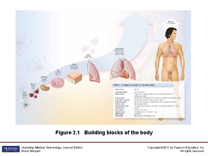 Figure 2. 1 Building blocks of the body Unlocking Medical Terminology, Second Edition Bruce