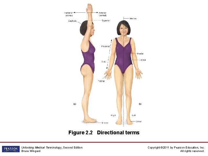 Figure 2. 2 Directional terms Unlocking Medical Terminology, Second Edition Bruce Wingerd Copyright ©