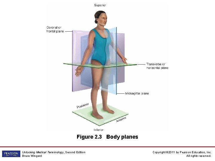 Figure 2. 3 Body planes Unlocking Medical Terminology, Second Edition Bruce Wingerd Copyright ©
