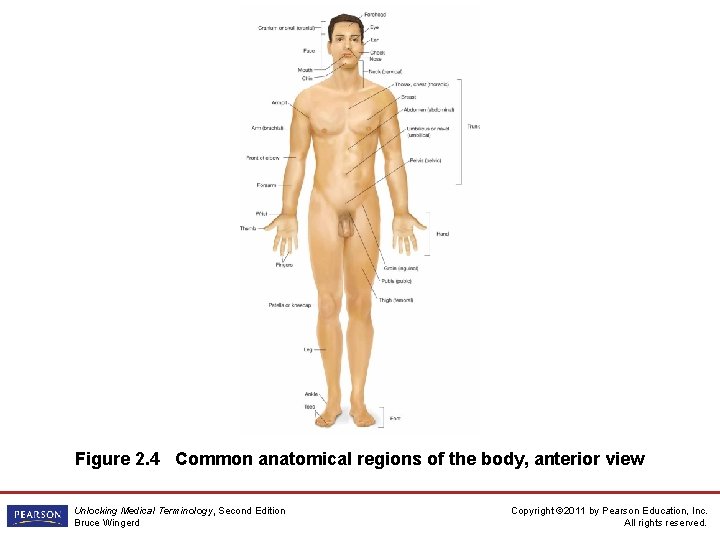 Figure 2. 4 Common anatomical regions of the body, anterior view Unlocking Medical Terminology,