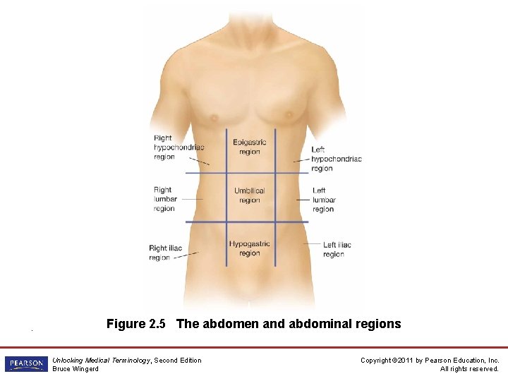 . Figure 2. 5 The abdomen and abdominal regions Unlocking Medical Terminology, Second Edition