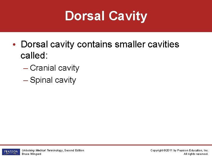 Dorsal Cavity • Dorsal cavity contains smaller cavities called: – Cranial cavity – Spinal