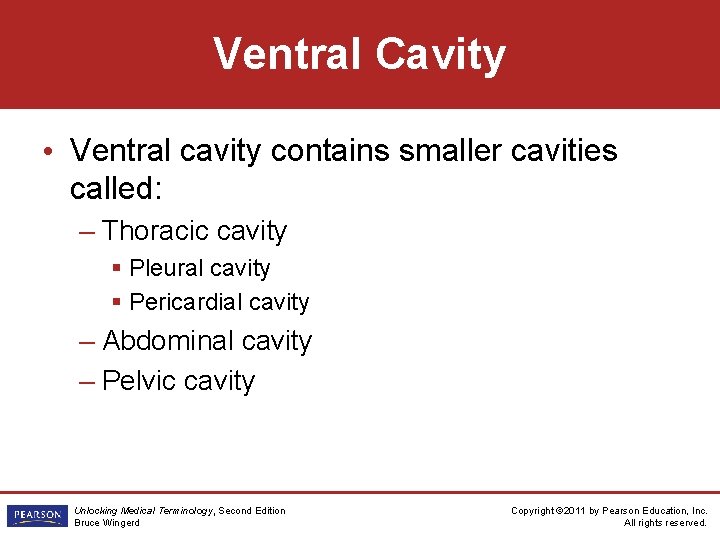 Ventral Cavity • Ventral cavity contains smaller cavities called: – Thoracic cavity § Pleural