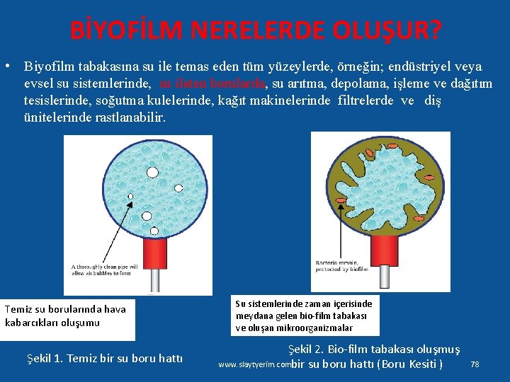 BİYOFİLM NERELERDE OLUŞUR? • Biyofilm tabakasına su ile temas eden tüm yüzeylerde, örneğin; endüstriyel