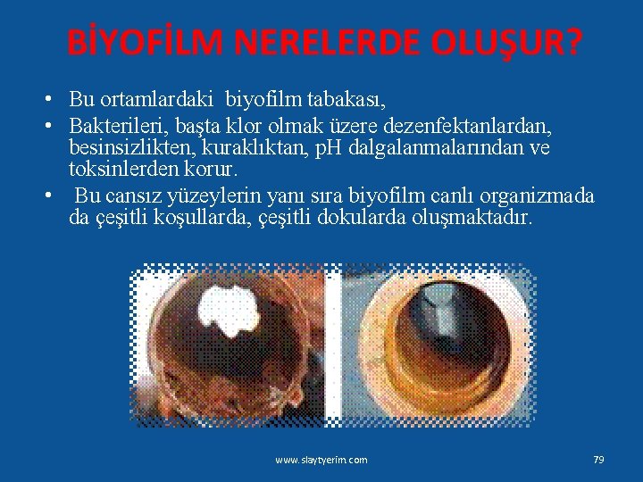 BİYOFİLM NERELERDE OLUŞUR? • Bu ortamlardaki biyofilm tabakası, • Bakterileri, başta klor olmak üzere