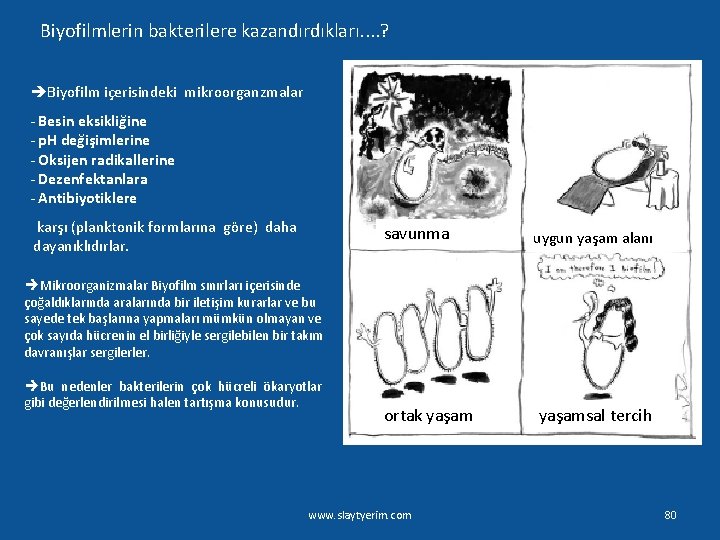 Biyofilmlerin bakterilere kazandırdıkları. . ? èBiyofilm içerisindeki mikroorganzmalar - Besin eksikliğine - p. H