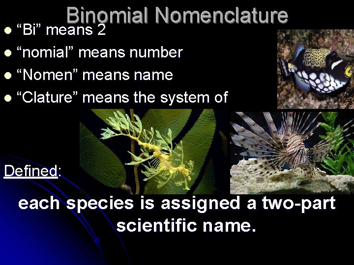Binomial Nomenclature “Bi” means 2 l “nomial” means number l “Nomen” means name l