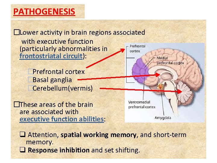 PATHOGENESIS �Lower activity in brain regions associated with executive function (particularly abnormalities in frontostriatal