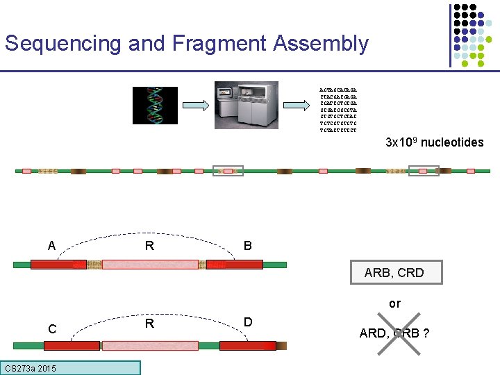 Sequencing and Fragment Assembly AGTAGCACAGA CTACGACGAGA CGATCGTGCGACGGCGTA GTGTGCTGTAC TGTCGTGTGTG TGTACTCTCCT 3 x 109 nucleotides