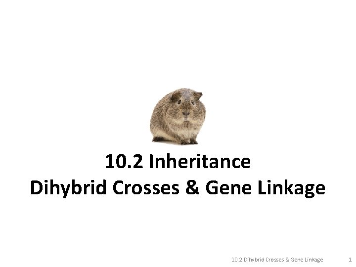 10. 2 Inheritance Dihybrid Crosses & Gene Linkage 10. 2 Dihybrid Crosses & Gene
