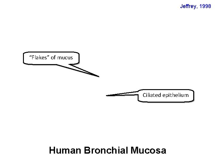 Jeffrey, 1998 “Flakes” of mucus Ciliated epithelium Human Bronchial Mucosa 