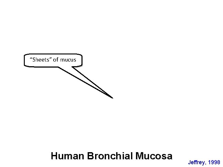 “Sheets” of mucus Human Bronchial Mucosa Jeffrey, 1998 