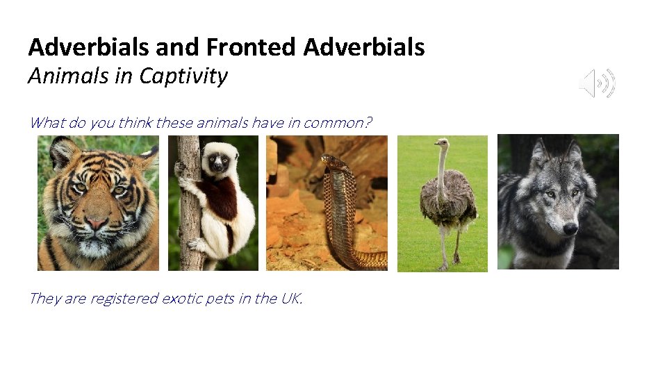 Adverbials and Fronted Adverbials Animals in Captivity What do you think these animals have