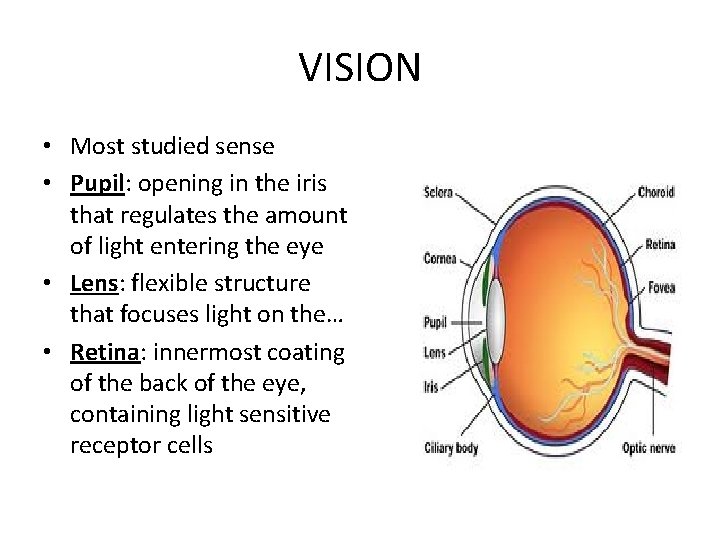 VISION • Most studied sense • Pupil: opening in the iris that regulates the