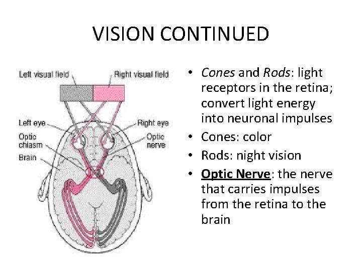 VISION CONTINUED • Cones and Rods: light receptors in the retina; convert light energy