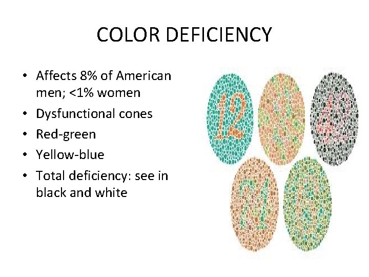 COLOR DEFICIENCY • Affects 8% of American men; <1% women • Dysfunctional cones •