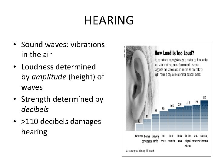 HEARING • Sound waves: vibrations in the air • Loudness determined by amplitude (height)