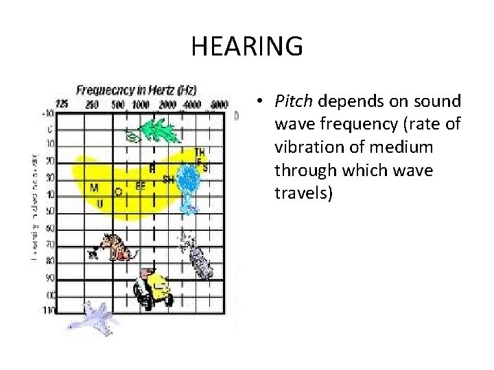 HEARING • Pitch depends on sound wave frequency (rate of vibration of medium through