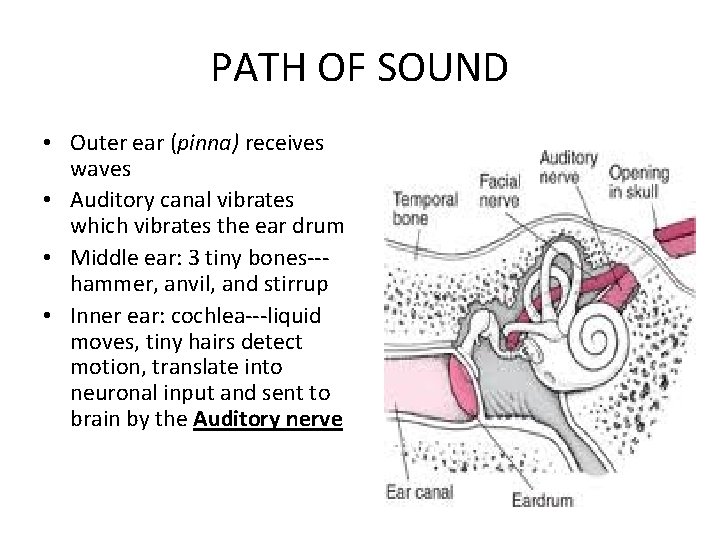 PATH OF SOUND • Outer ear (pinna) receives waves • Auditory canal vibrates which