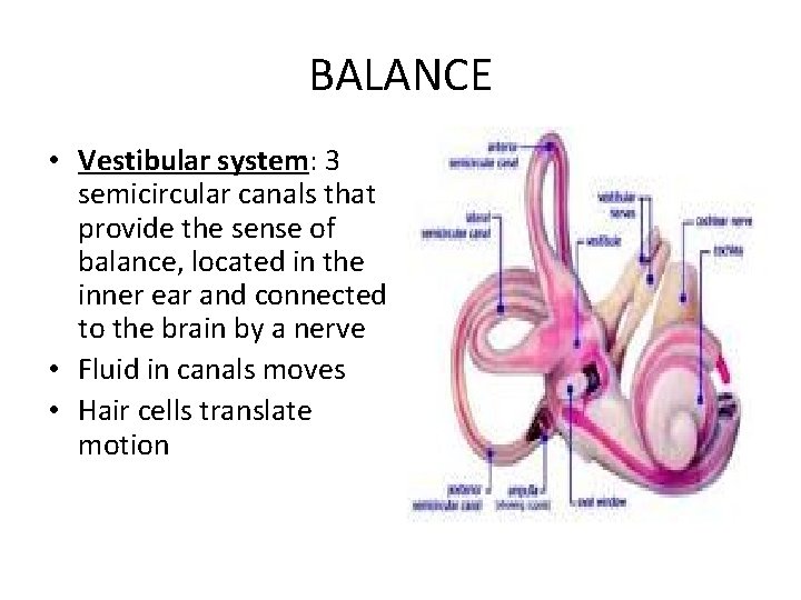 BALANCE • Vestibular system: 3 semicircular canals that provide the sense of balance, located