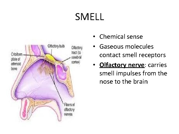 SMELL • Chemical sense • Gaseous molecules contact smell receptors • Olfactory nerve: carries